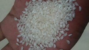 Japonica Round Rice