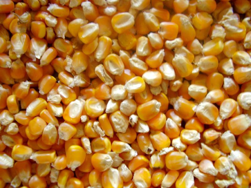 Yellow maize