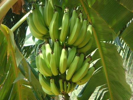 Fresh Monthan Banana Bunch
