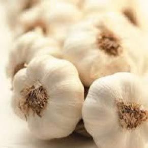 fresh garlic