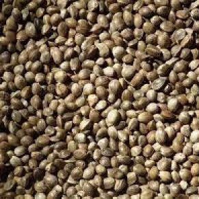 hemp seeds