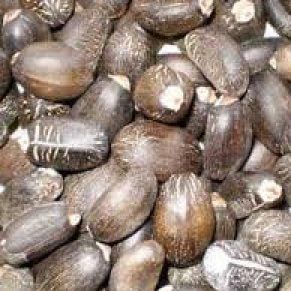 Jatropha Seeds