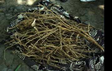 Iboga Roots