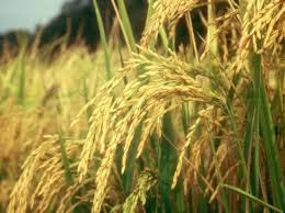 Soft Organic Raw Rice, for Cooking, Human Consumption, Making Snacks, Variety : Long Grain, Medium Grain