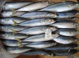 Frozen Sardine Fish