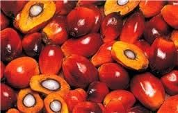 palm oil