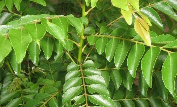 Curry leaves