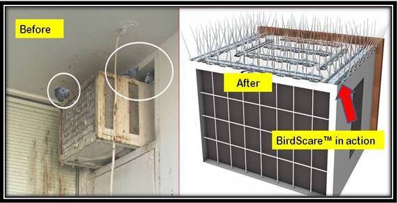 Bird Deterrent Spike Set, Color : Ttransparent