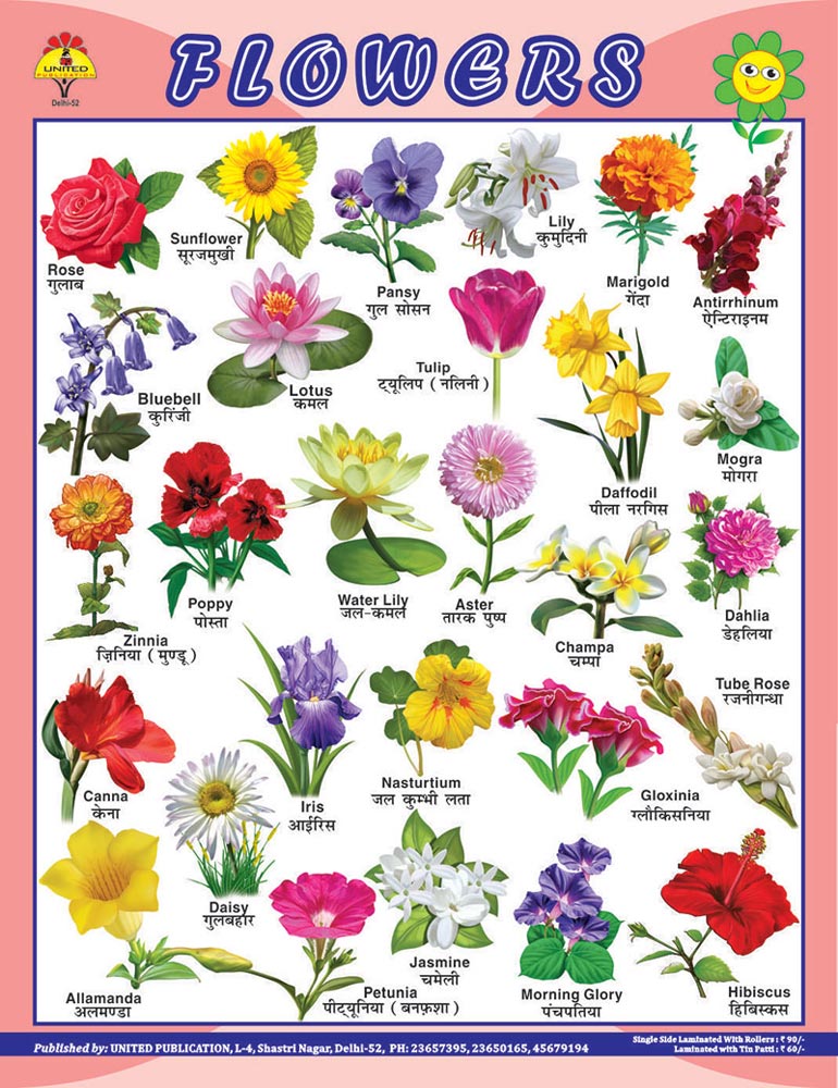 Flowers Names In Hindi - HD Image Flower and Rose Xmjunci.Com
