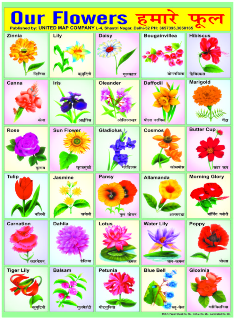 Flowers Names In Hindi And Kannada - HD Image Flower and Rose Xmjunci.Com