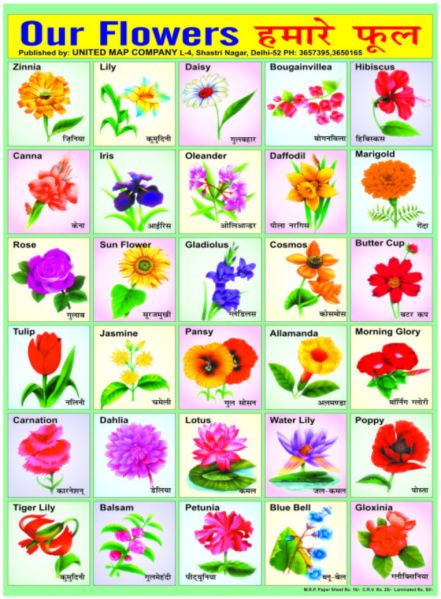 Flowers Name In Marathi