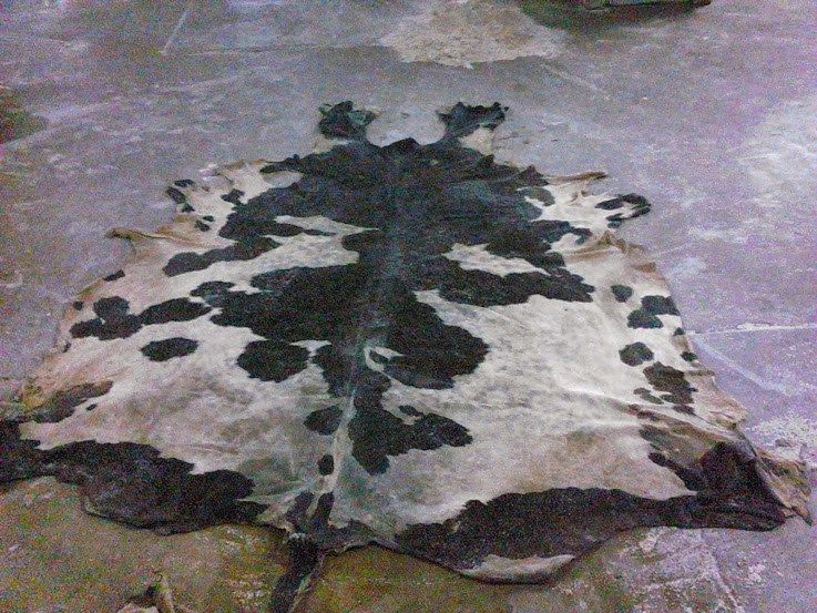 Crocodile Hide