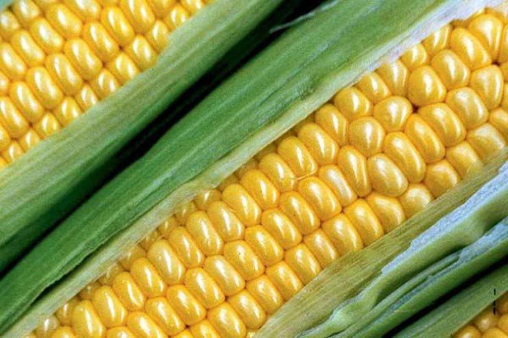 Yellow maize