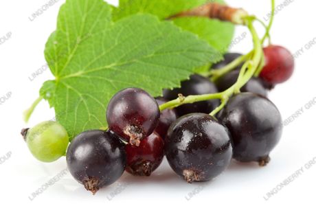 Wild Black Currant Extract