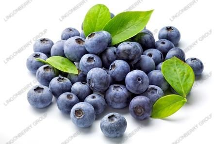 Wild Blueberry Extract