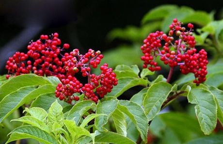 Wild Elderberry Extract Anthocyanin