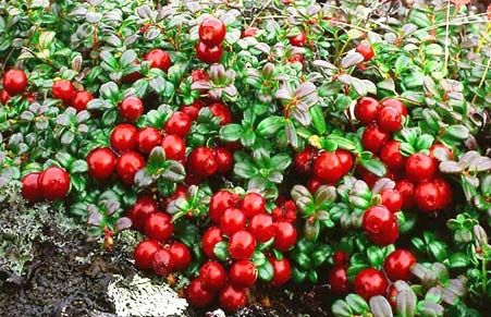 Wild Lingonberry Extract Powder