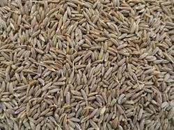 Cumin seeds