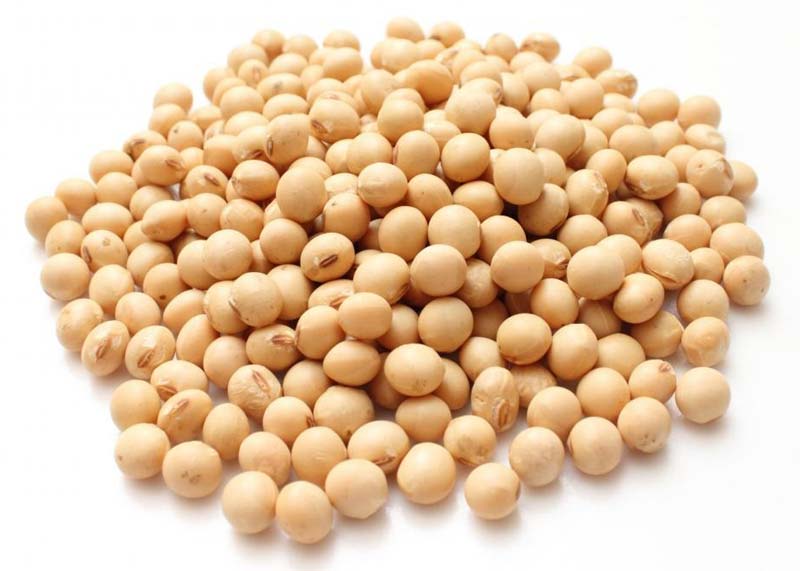 soybean