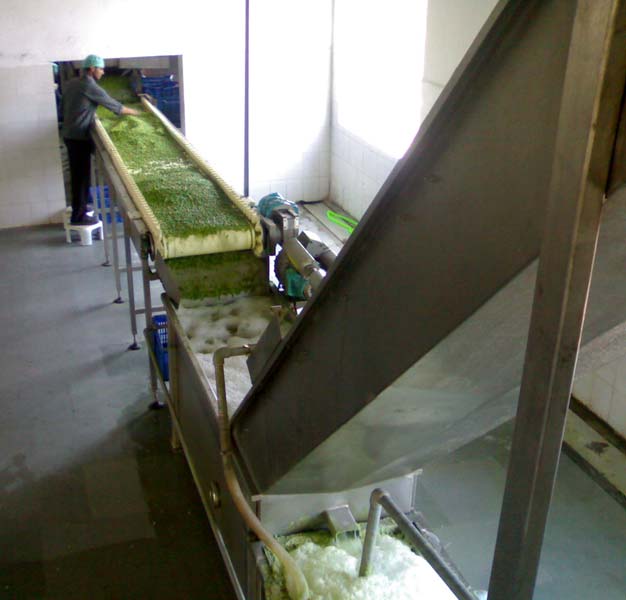 Peas Processing Plant