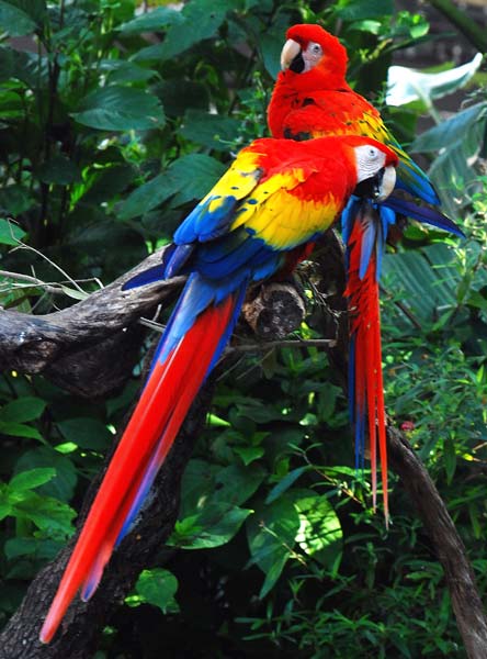 Scarlet macaw and eggs