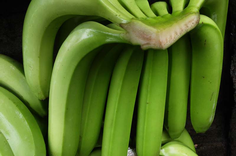 cavendhish banana