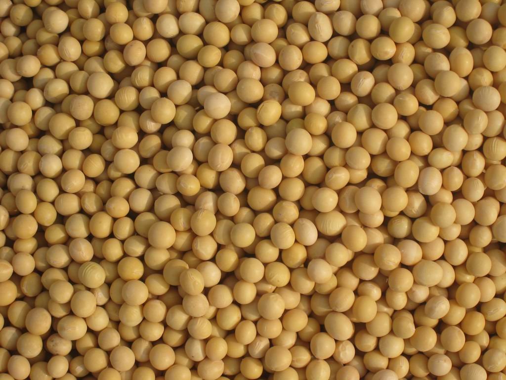 soybean