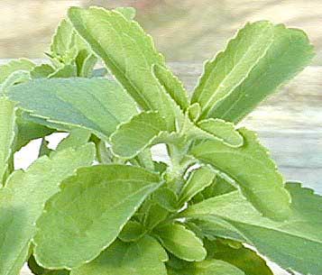 Stevia Plants (02)