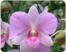 Orchids Varieties