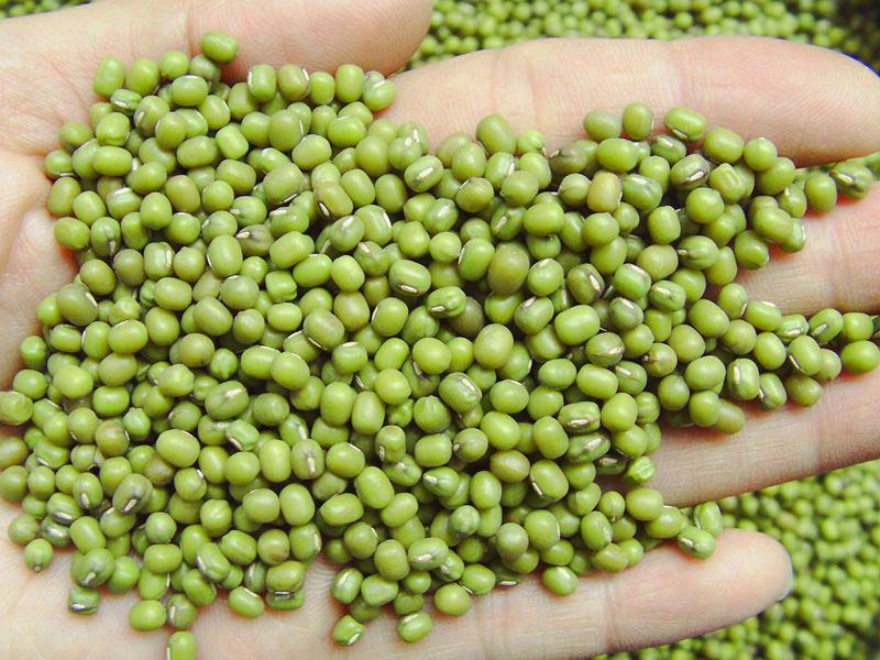 green mung beans