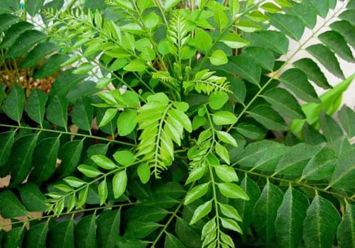 Fresh Curry Leaves