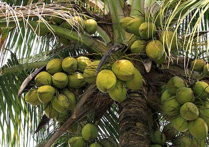 tender coconut - Sri Vaari Exports and Imports, Chennai, Tamil Nadu