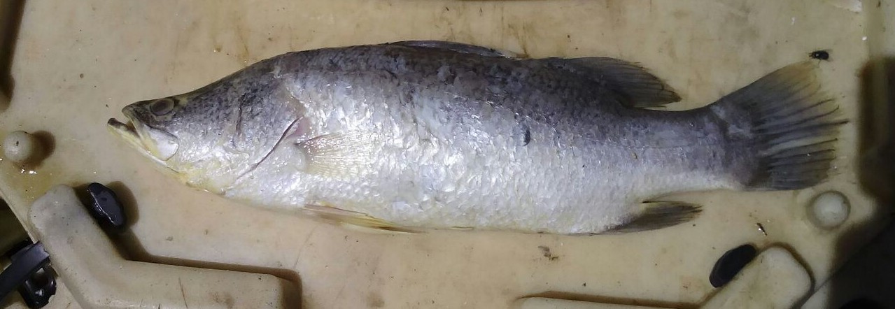 Bhetki Fish