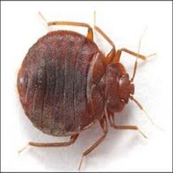 Bed Bug Pest Control Services