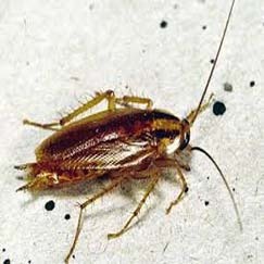 Cucaracha Pest Control Services