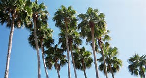 palmyra palm