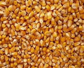 Organic Maize Seeds, for Animal Feed, Human Consuption, Style : Dried