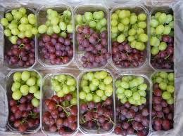 Agroculture fresh grapes, Grade : Premium