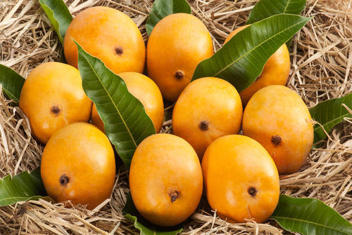 Organic Alphonso Mangoes, for Direct Consumption, Food Processing, Juice Making, Feature : Bore Free