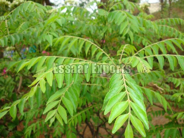 Organic Fresh Curry Leaf, Packaging Type : Loose, Plastic Packet