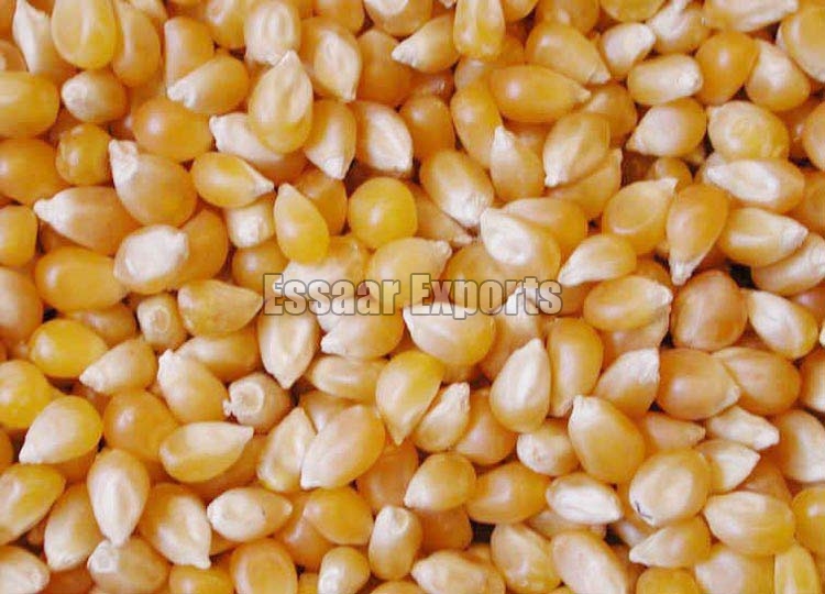 Organic yellow maize, for Animal Food, Making Popcorn, Style : Dried