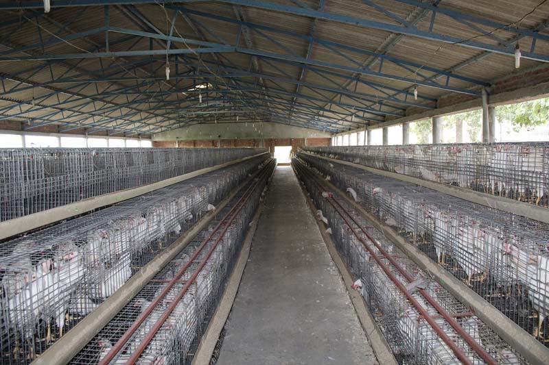 Poultry Chicks Cage System