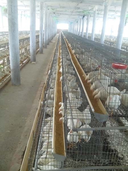Poultry Grower Cage System