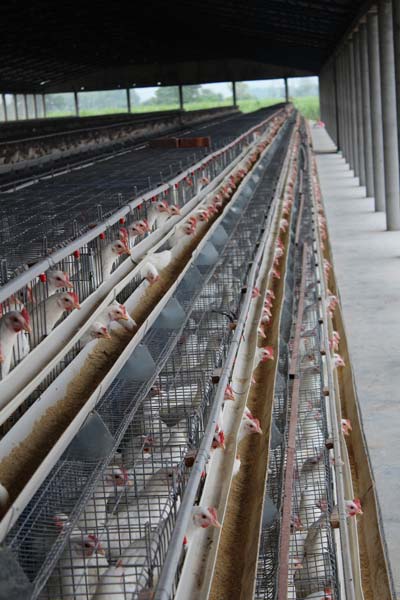 Poultry Layer Cage System