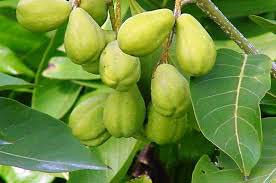 Terminalia Chebula, for Curing Blindness, Medicinal Purposes, Purity : 100%