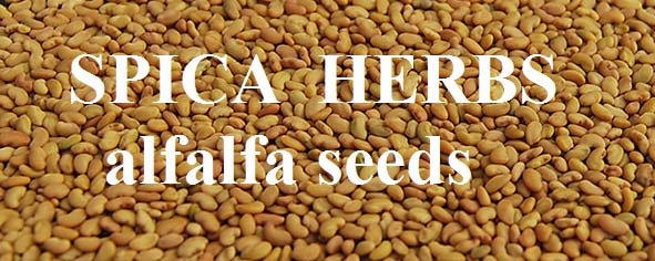 Alfalfa seeds/ Alfalfa powder/ Grass powder