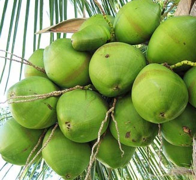 Green coconut