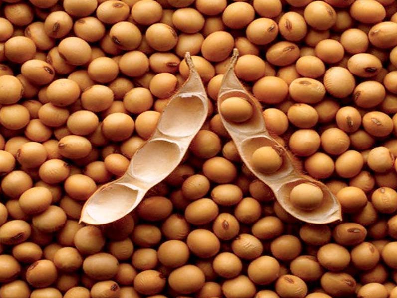 Soybean seeds, Packaging Type : PP Bags