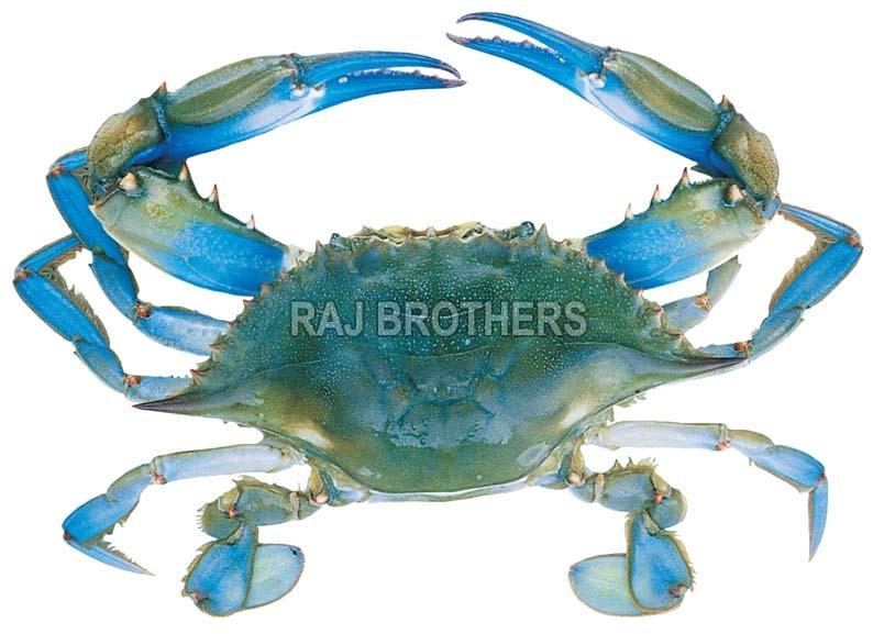 Frozen Blue Crab