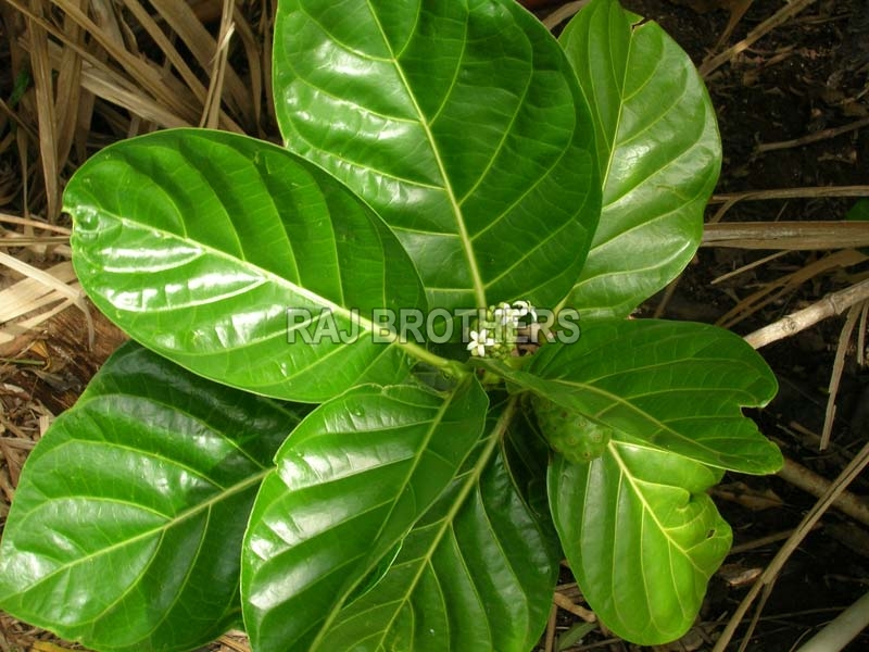 Morinda Leaf